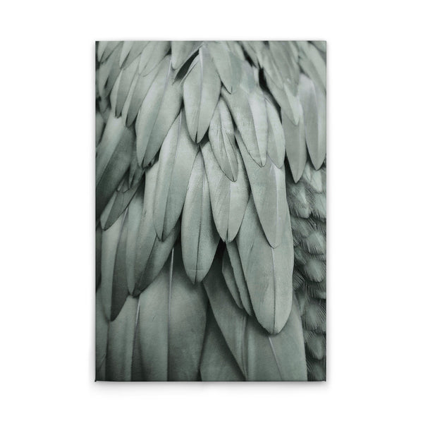 Feathers2 