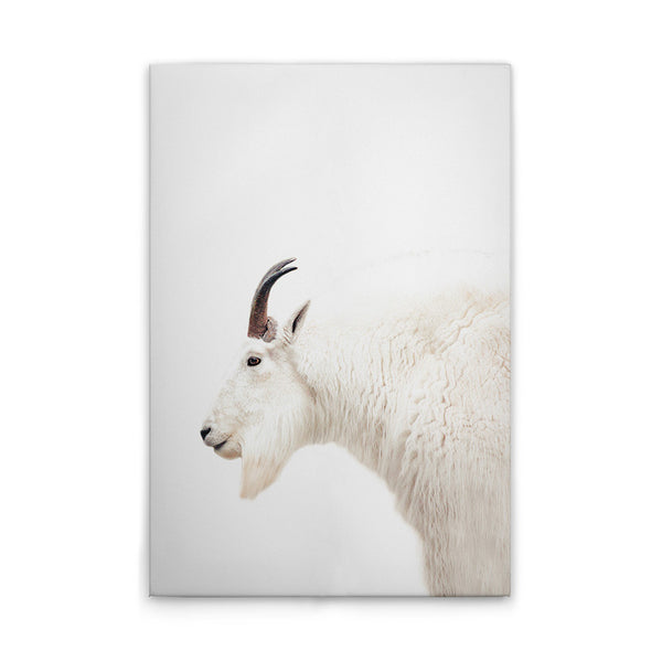 MountainGoat
