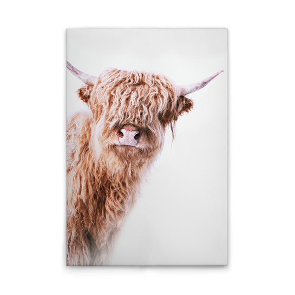 HighlandCattl2 