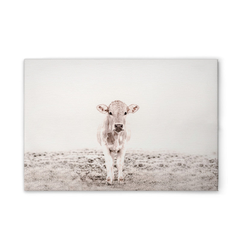 Highland Cattle 3 