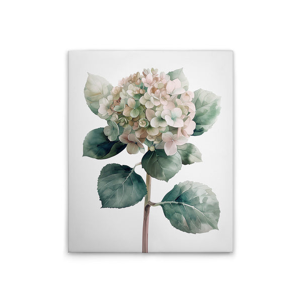 Hydrangea Ro 