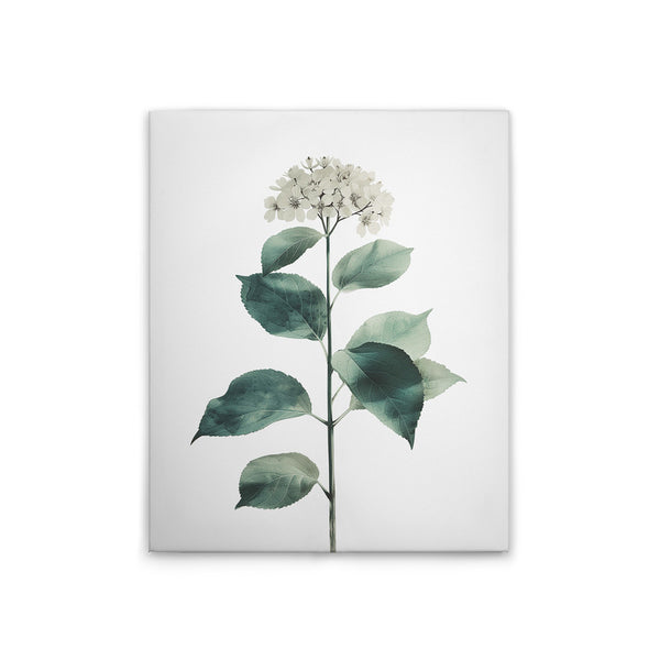 Hydrangea Blanc 