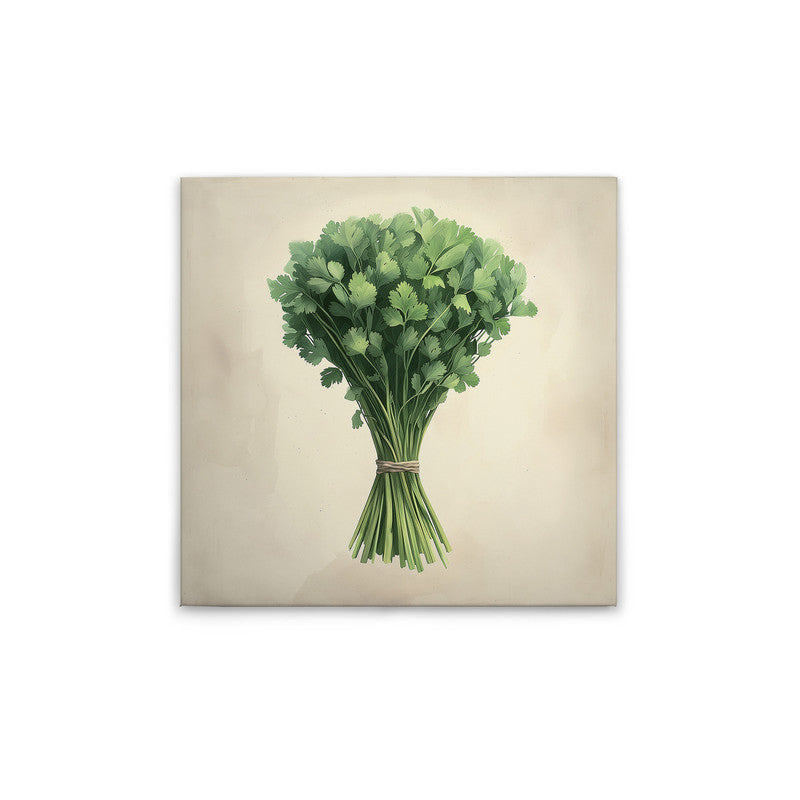 coriander