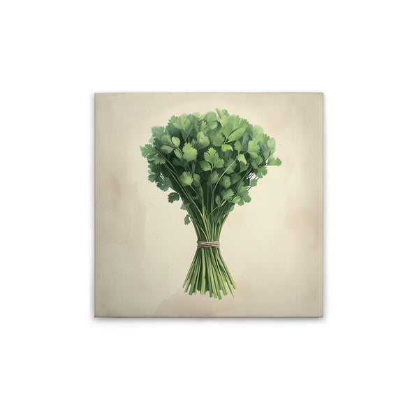 coriander