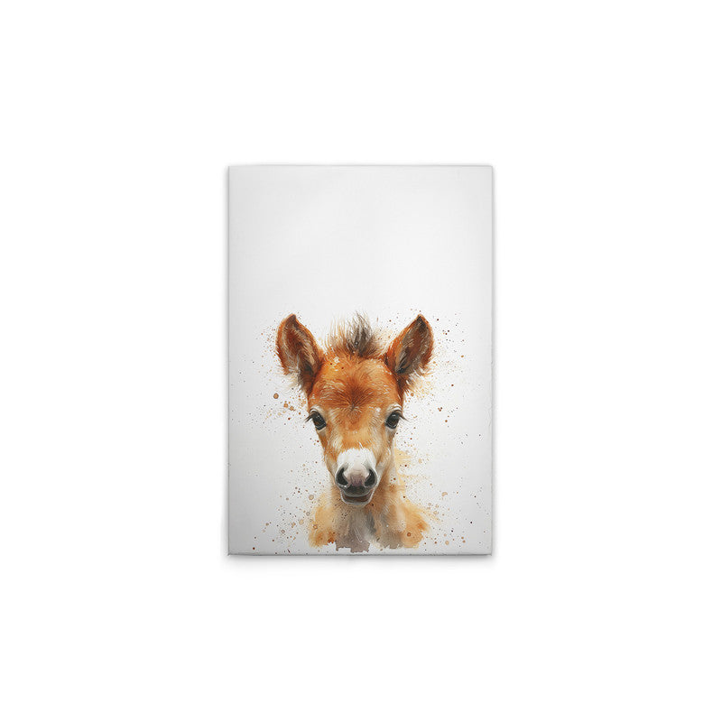 Foal 