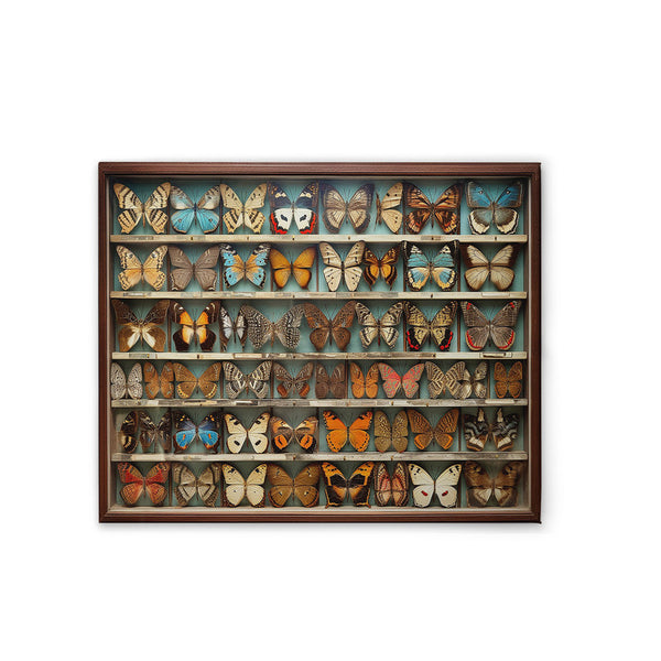 Butterfly Box 