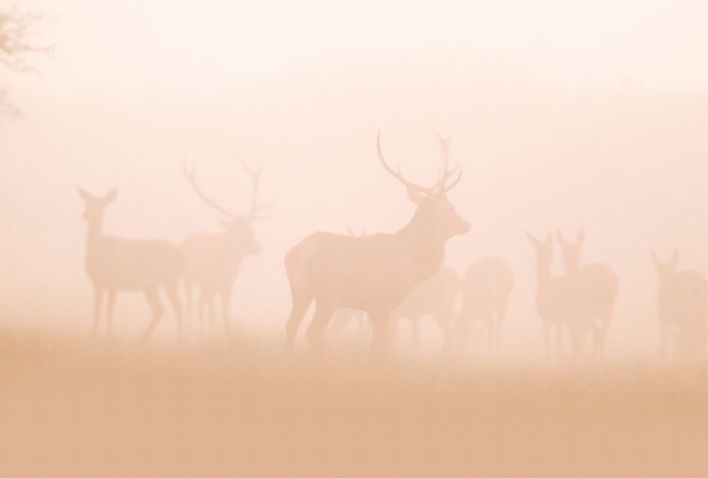 Papel pintado fotográfico en impresión digital 